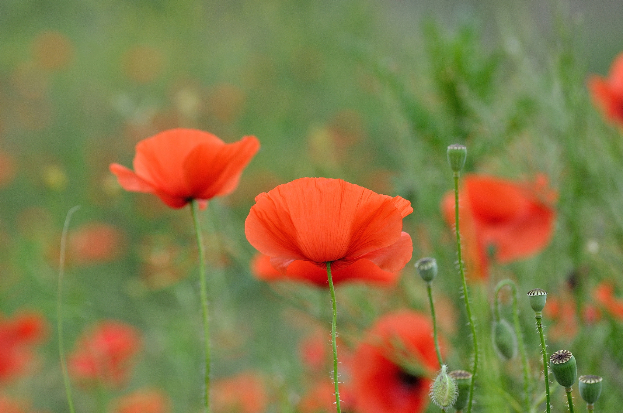 Nikon D5000 sample photo. Red poppies photography