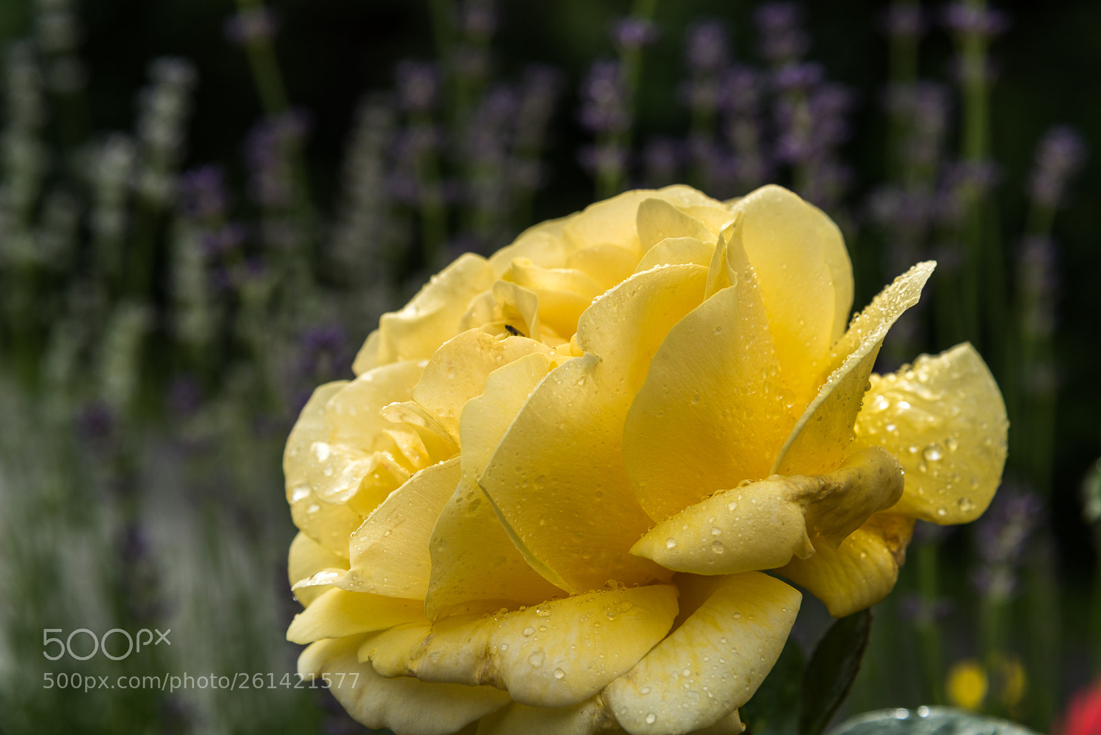 Nikon D750 sample photo. 750_7305-1.jpg photography