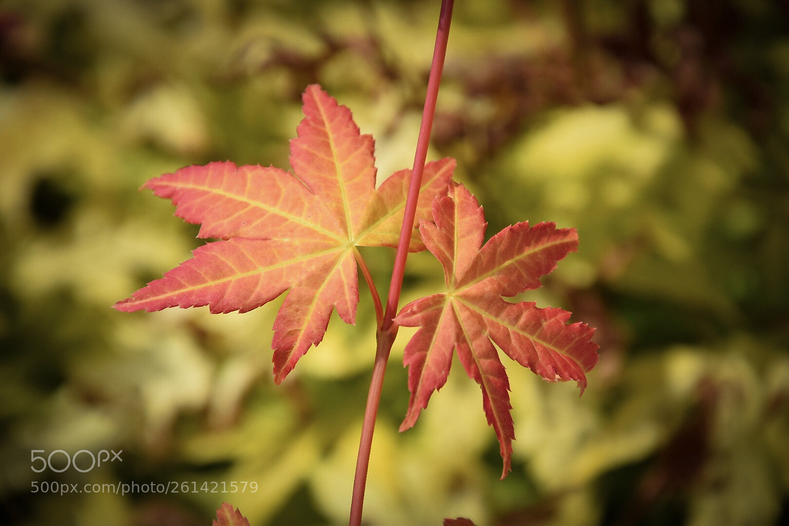 Nikon D5300 sample photo. Red maple photography