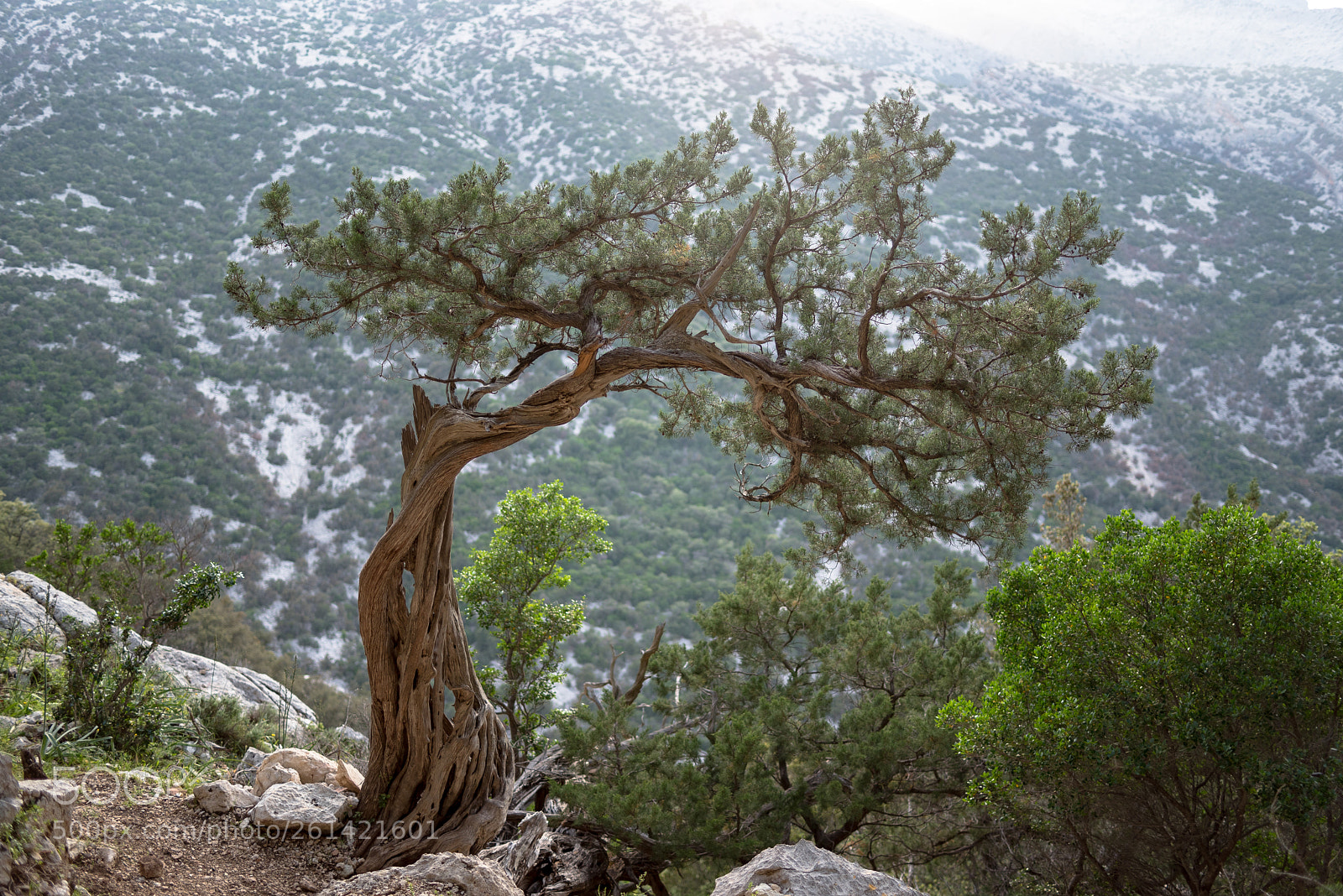 Nikon D750 sample photo. Olive tree photography