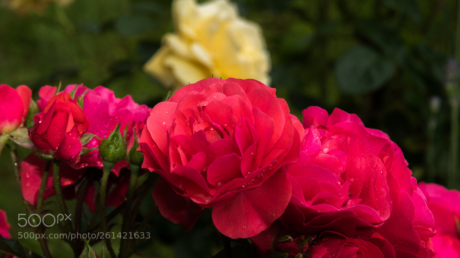 Nikon D750 sample photo. 750_7300-2.jpg photography