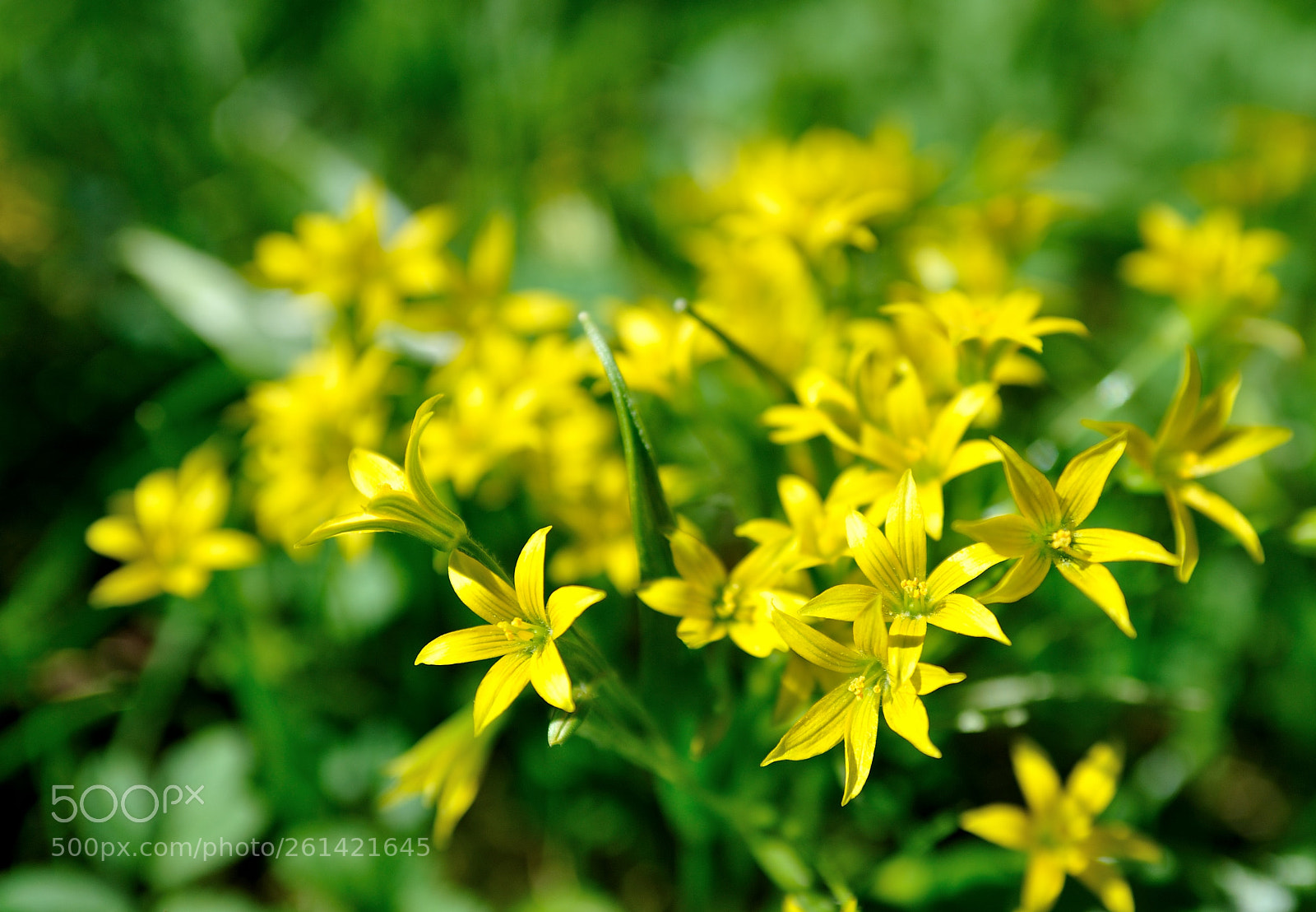 Nikon D700 sample photo. Цветущий май... #3 photography