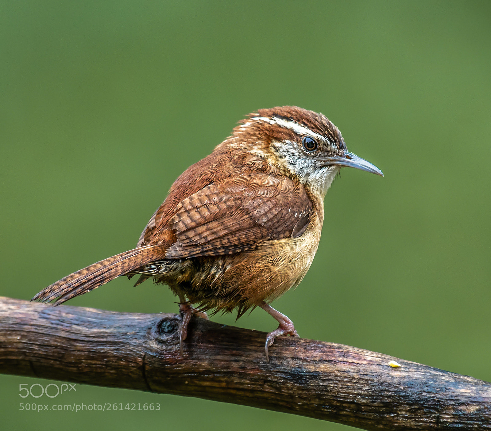 Nikon D500 sample photo. Wren perched photography