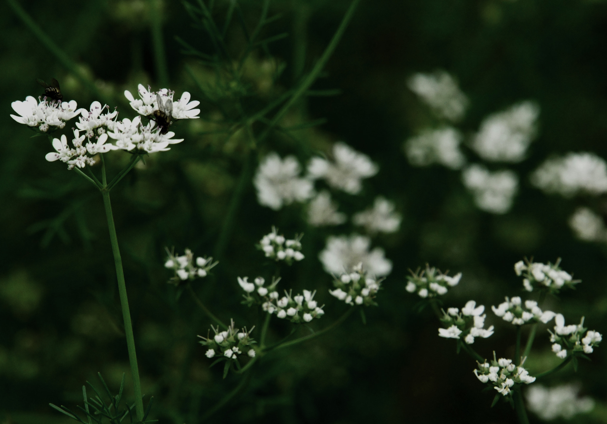 Sony NEX-VG10 sample photo. Naturaleza photography