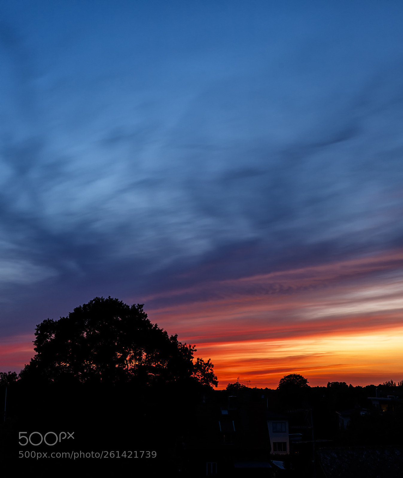 Canon EOS 6D Mark II sample photo. Big tree silhouette photography