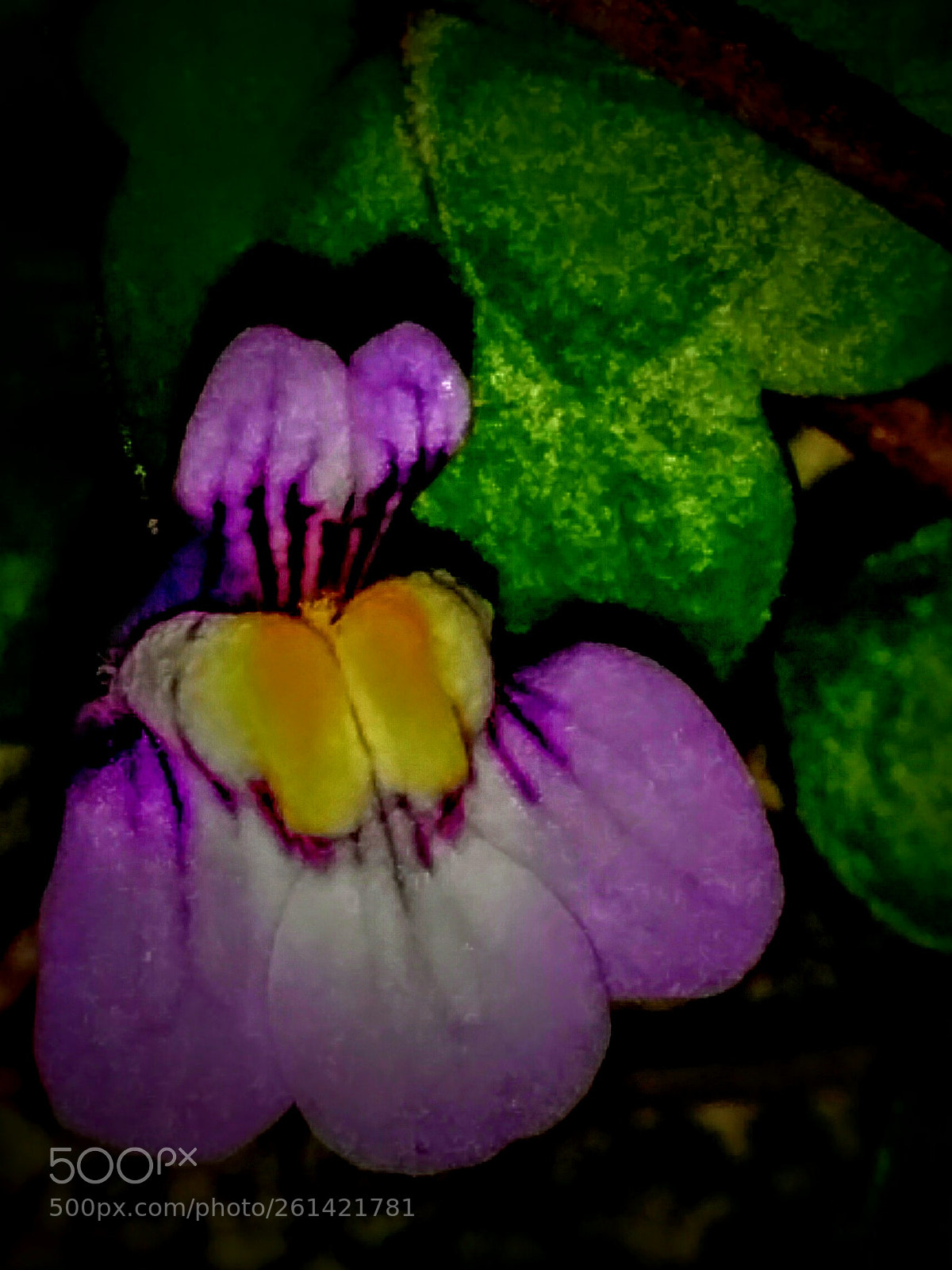 LG Nexus 5 sample photo. Cymbalaria muralis photography