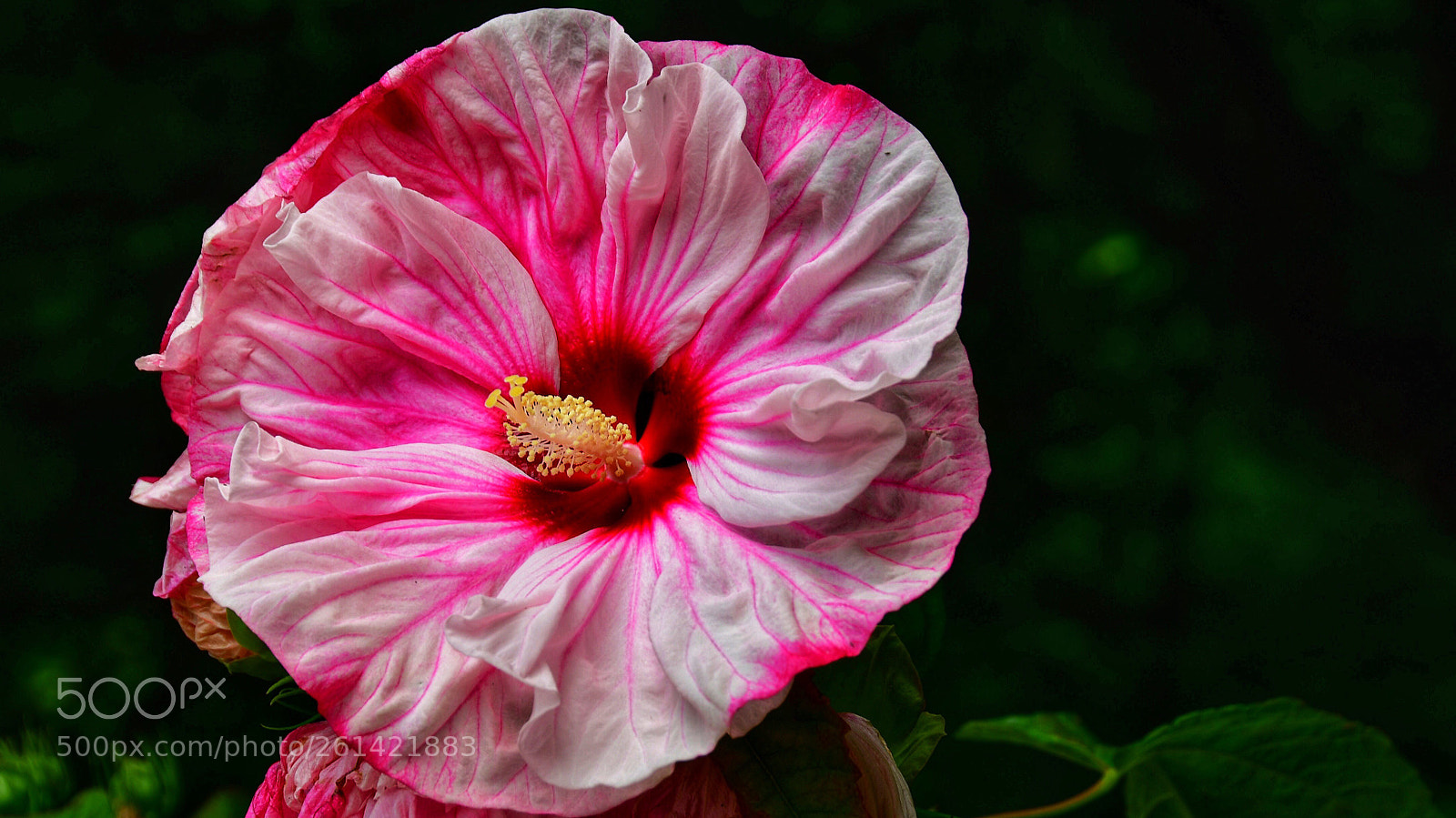 Nikon D500 sample photo. True colors photography