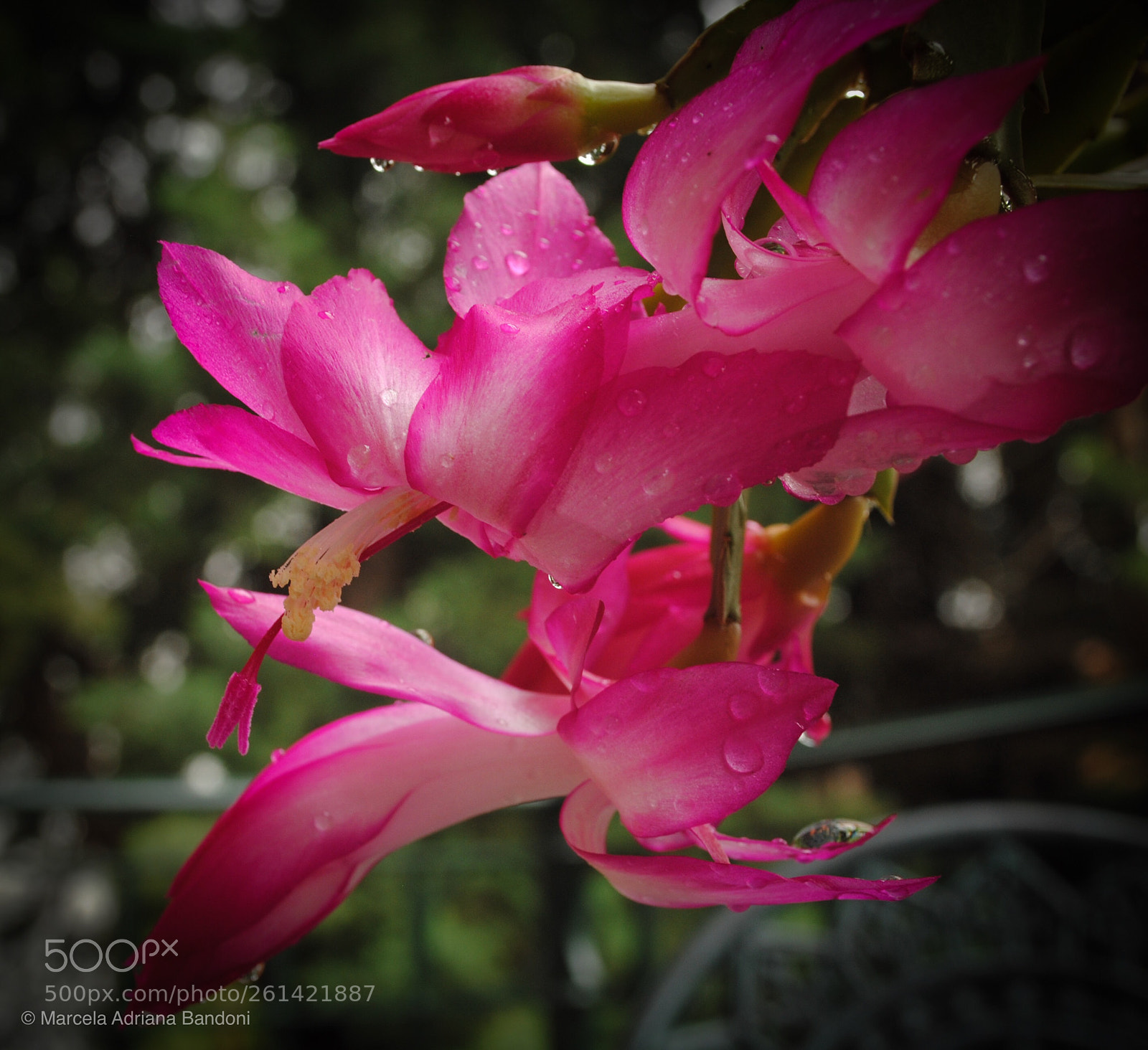 Nikon D3000 sample photo. Cactus in bloon  photography