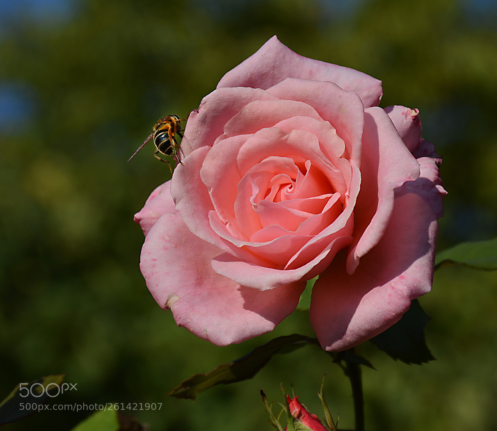 Nikon D5200 sample photo. Rose in spring photography