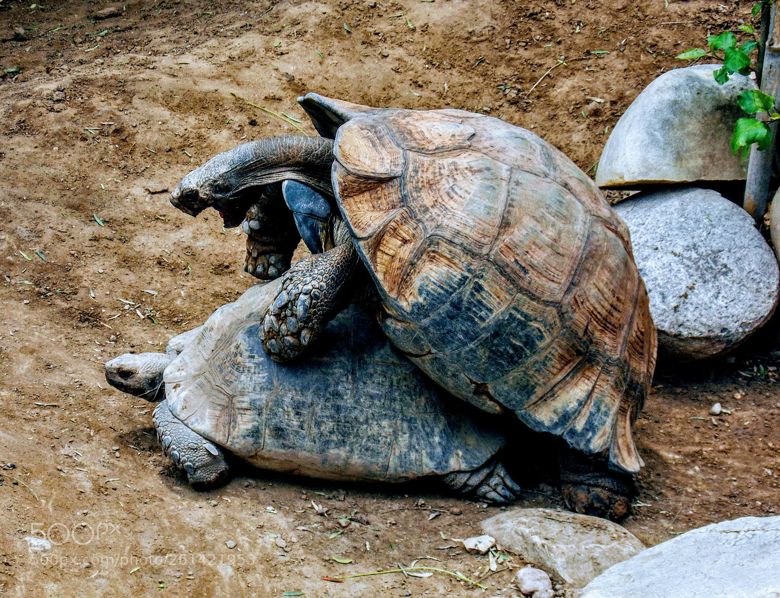 Nikon Coolpix L810 sample photo. X-rated tortoise photography