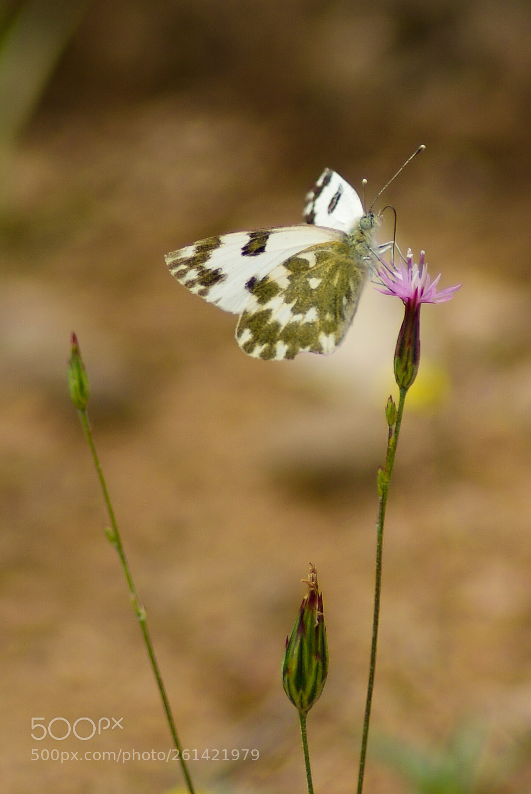 Sony Alpha DSLR-A300 sample photo. Nectar time photography