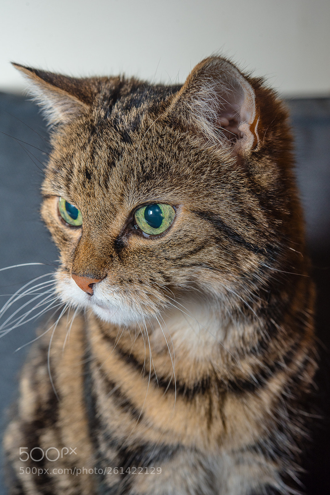 Nikon D750 sample photo. Dsc photography