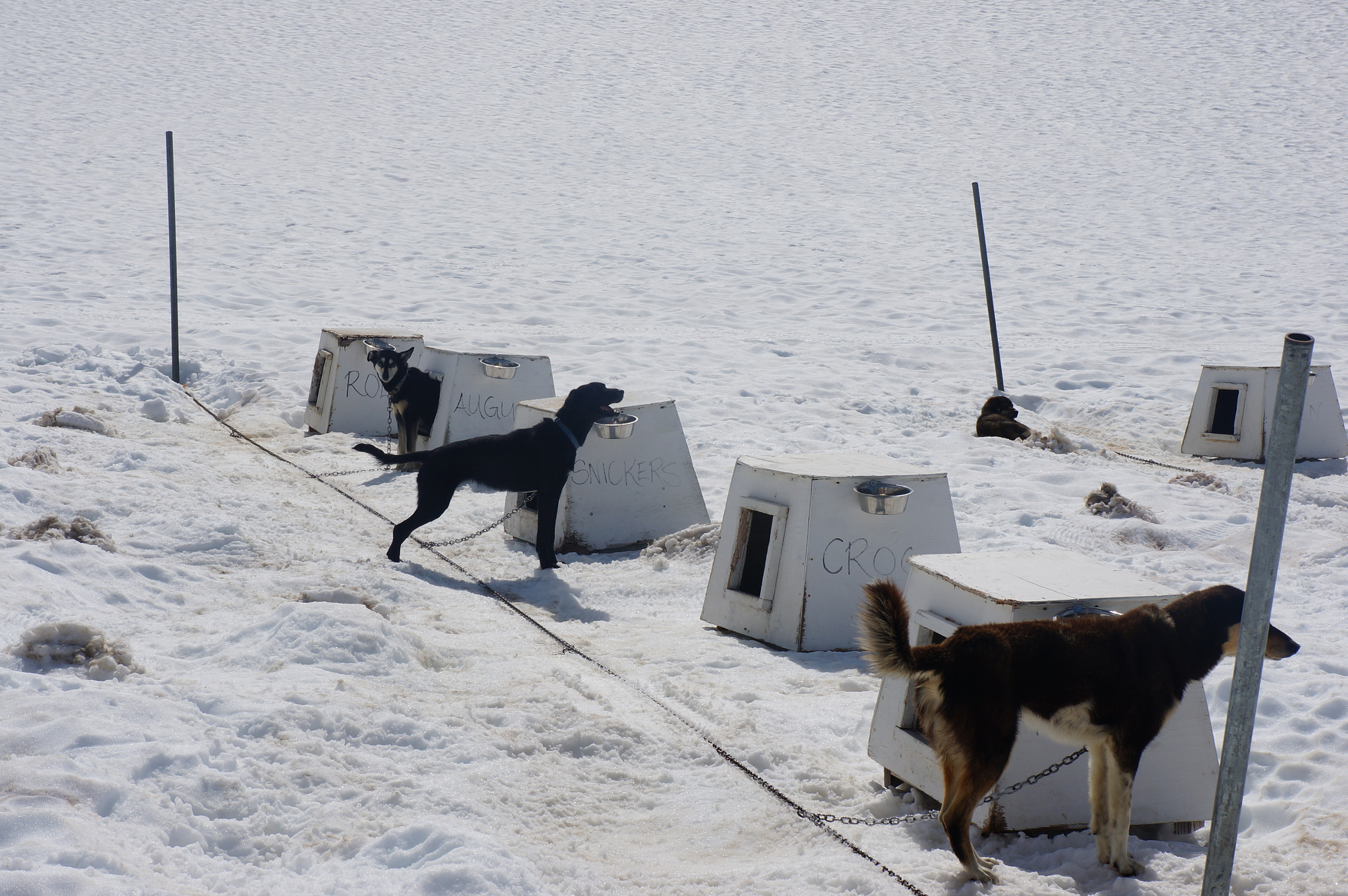 Sony E 18-55mm F3.5-5.6 OSS sample photo. Ak-sled dogs photography