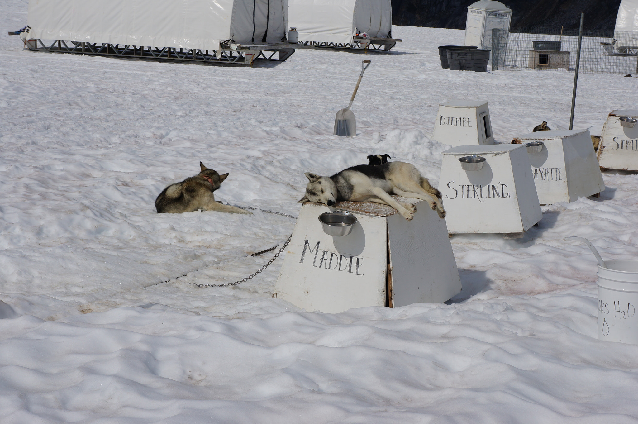 Sony Alpha NEX-5R + Sony FE 28-70mm F3.5-5.6 OSS sample photo. Ak-sleeping sled dog photography