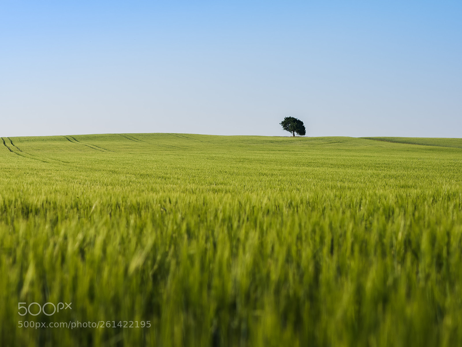 Panasonic Lumix DMC-GX7 sample photo. Lonely tree photography