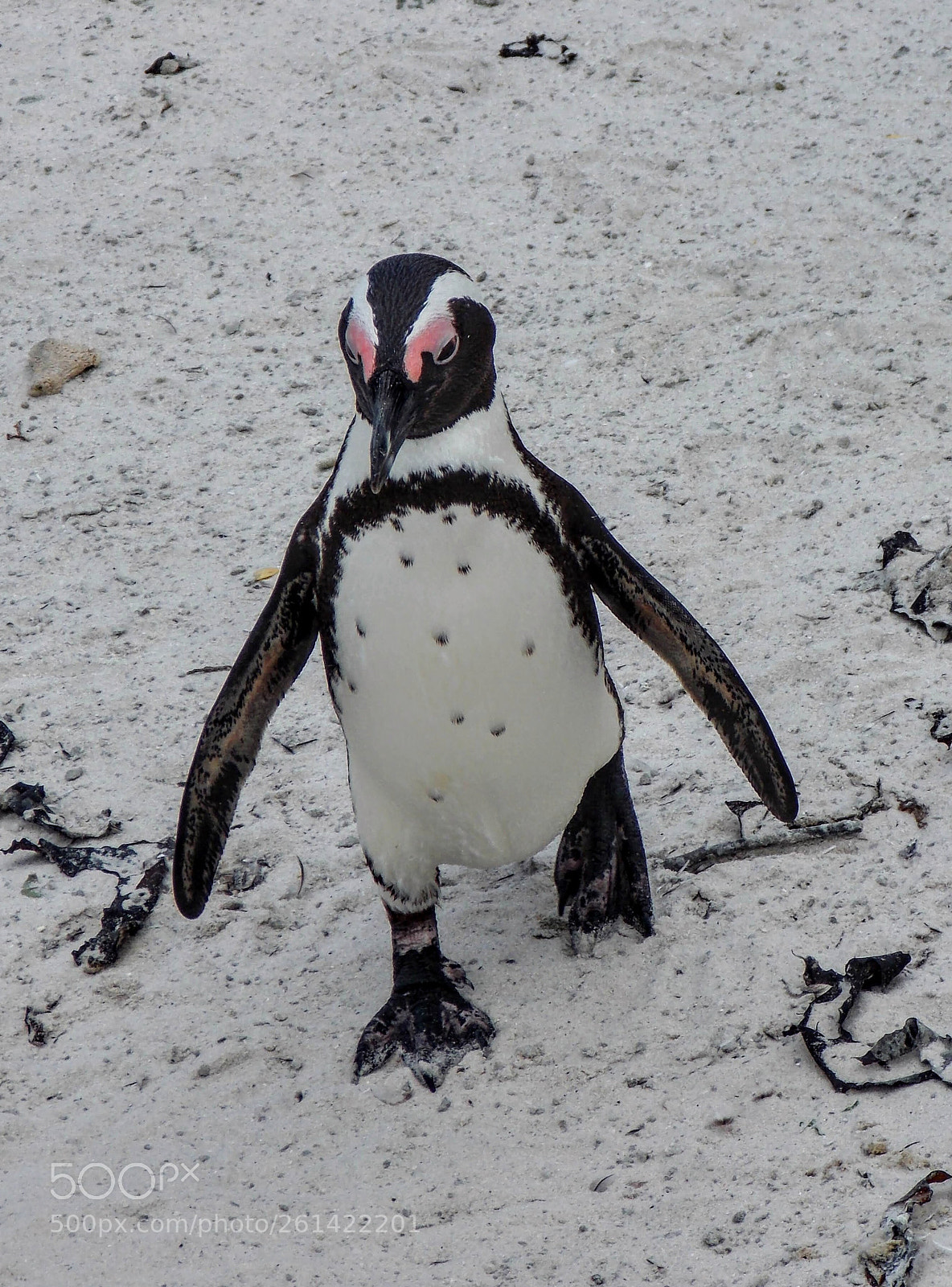Nikon Coolpix L810 sample photo. Penguin on a mission photography