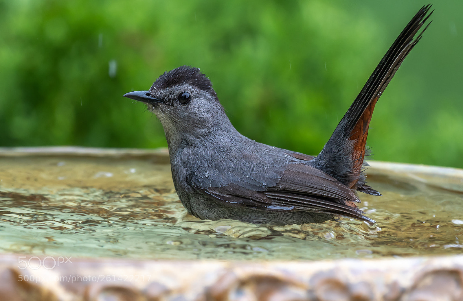 Nikon D500 sample photo. Catbird enjoying a good photography