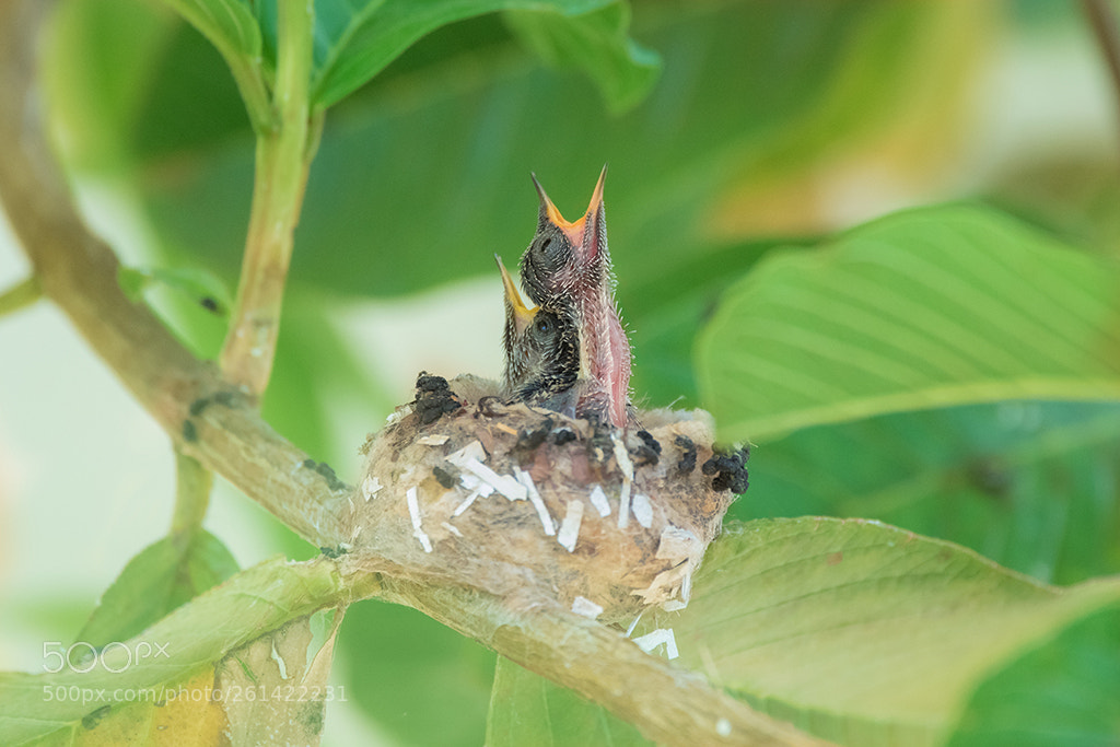 Canon EOS 7D Mark II sample photo. Hummingbird photography