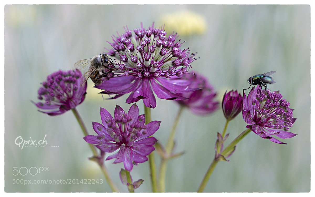 Canon EOS 80D sample photo. Insektenparadies photography