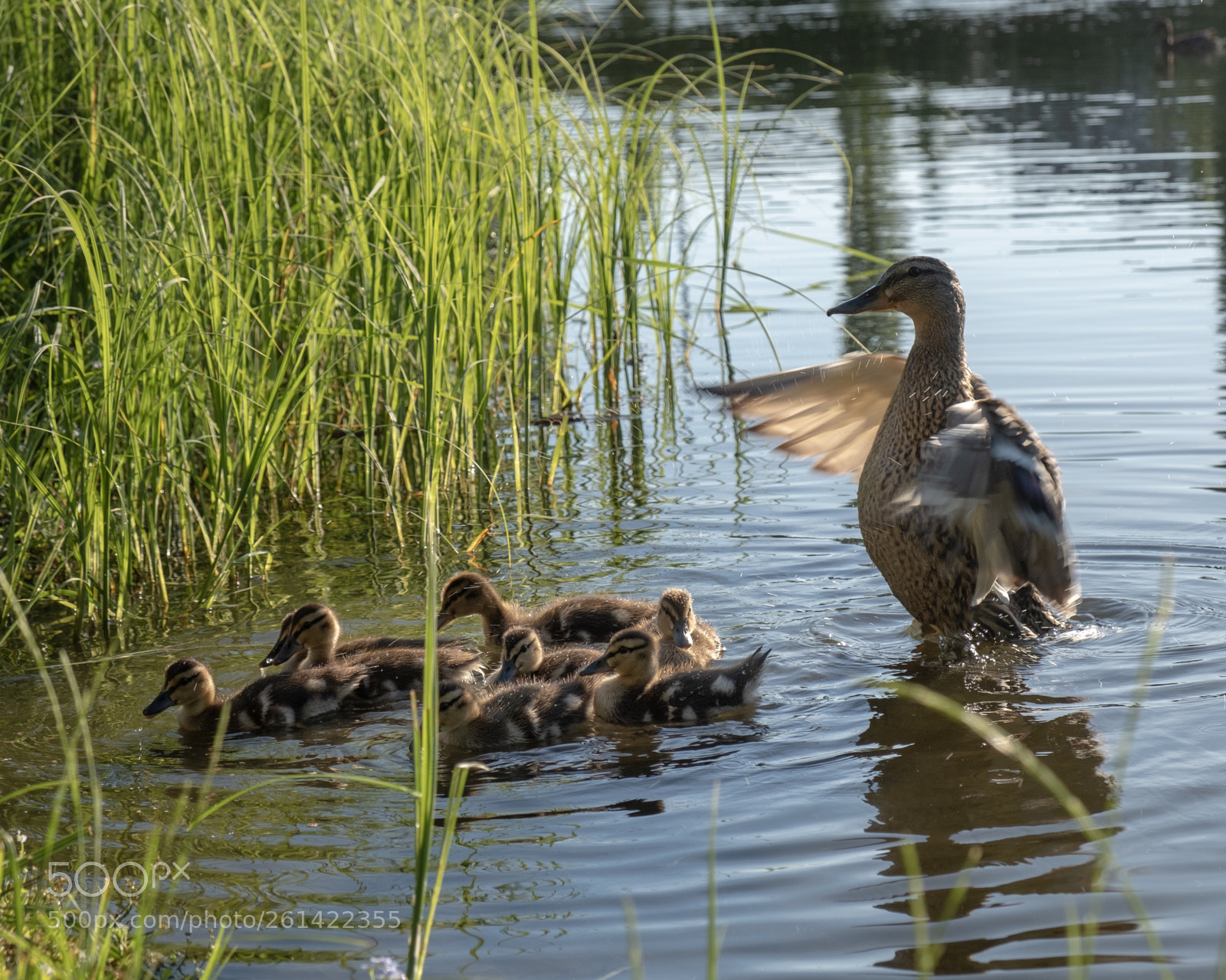 Fujifilm X-T20 sample photo. Protective mother  photography