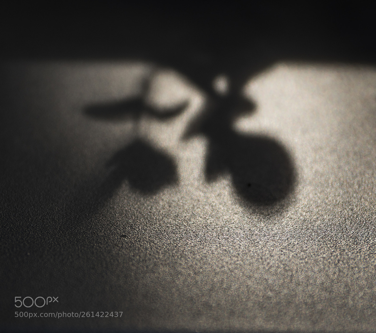 Pentax K-3 sample photo. Uncertain shadows photography