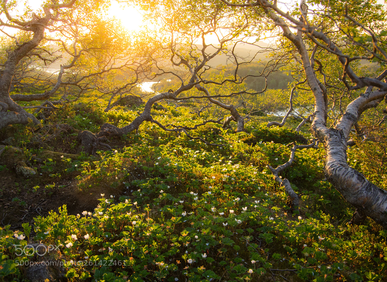 Pentax K-3 sample photo. Cloudberry flowers photography