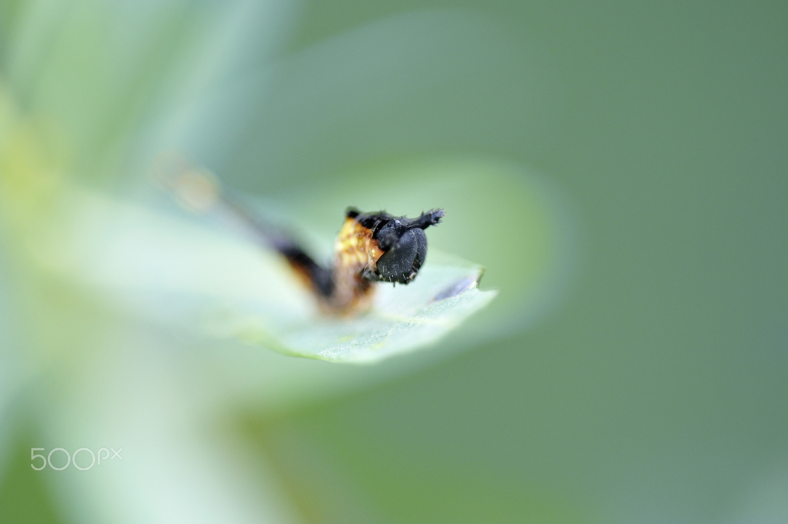 Nikon D300 + Sigma 150mm F2.8 EX DG Macro HSM sample photo. Y-raupe | y-caterpillar photography