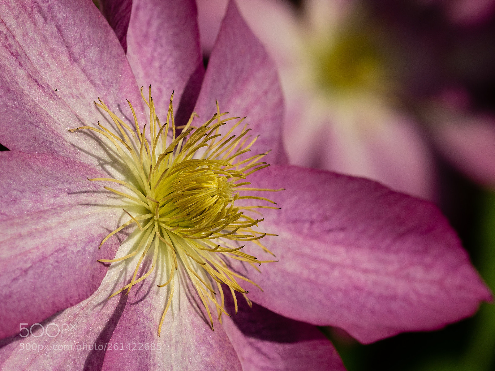 Olympus OM-D E-M1 sample photo. Pink clematis 3 photography