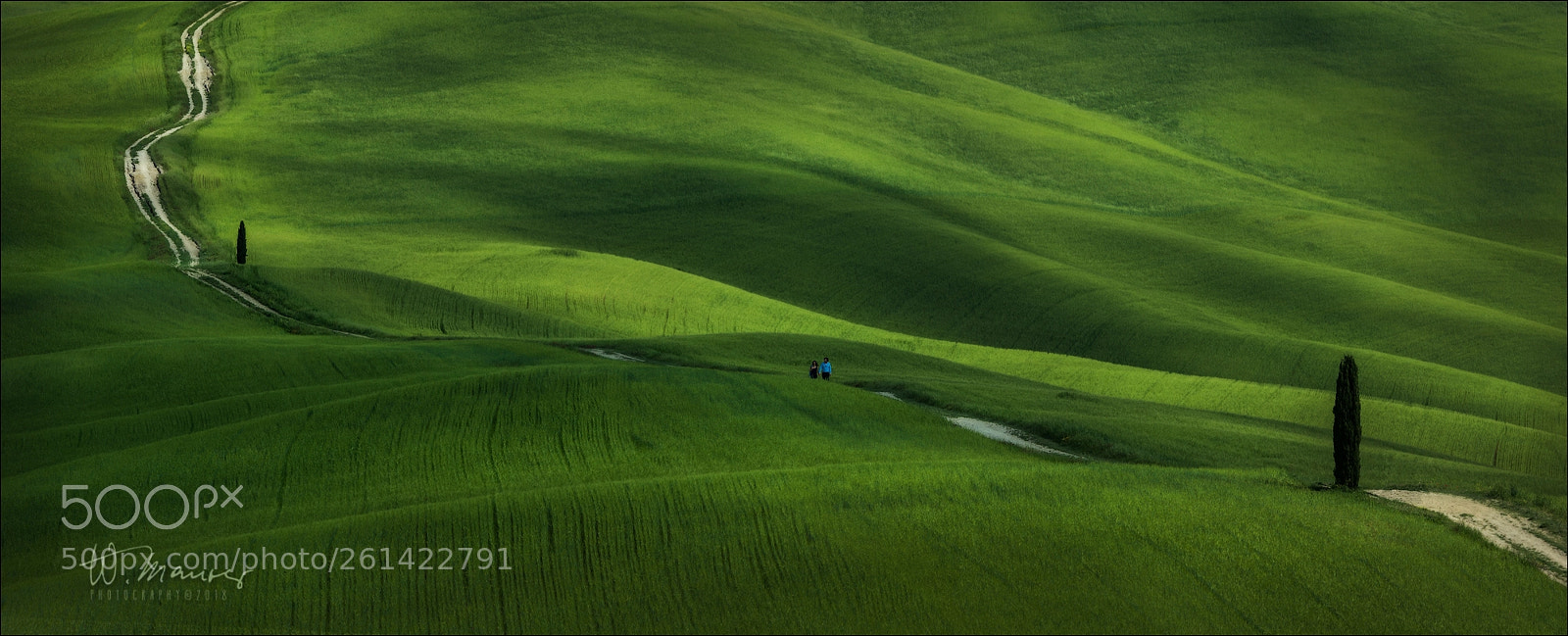Nikon D800 sample photo. Strolling through the green photography