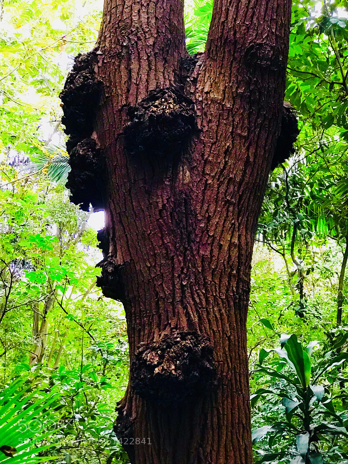 Apple iPhone 7 Plus sample photo. Tree # 2 photography