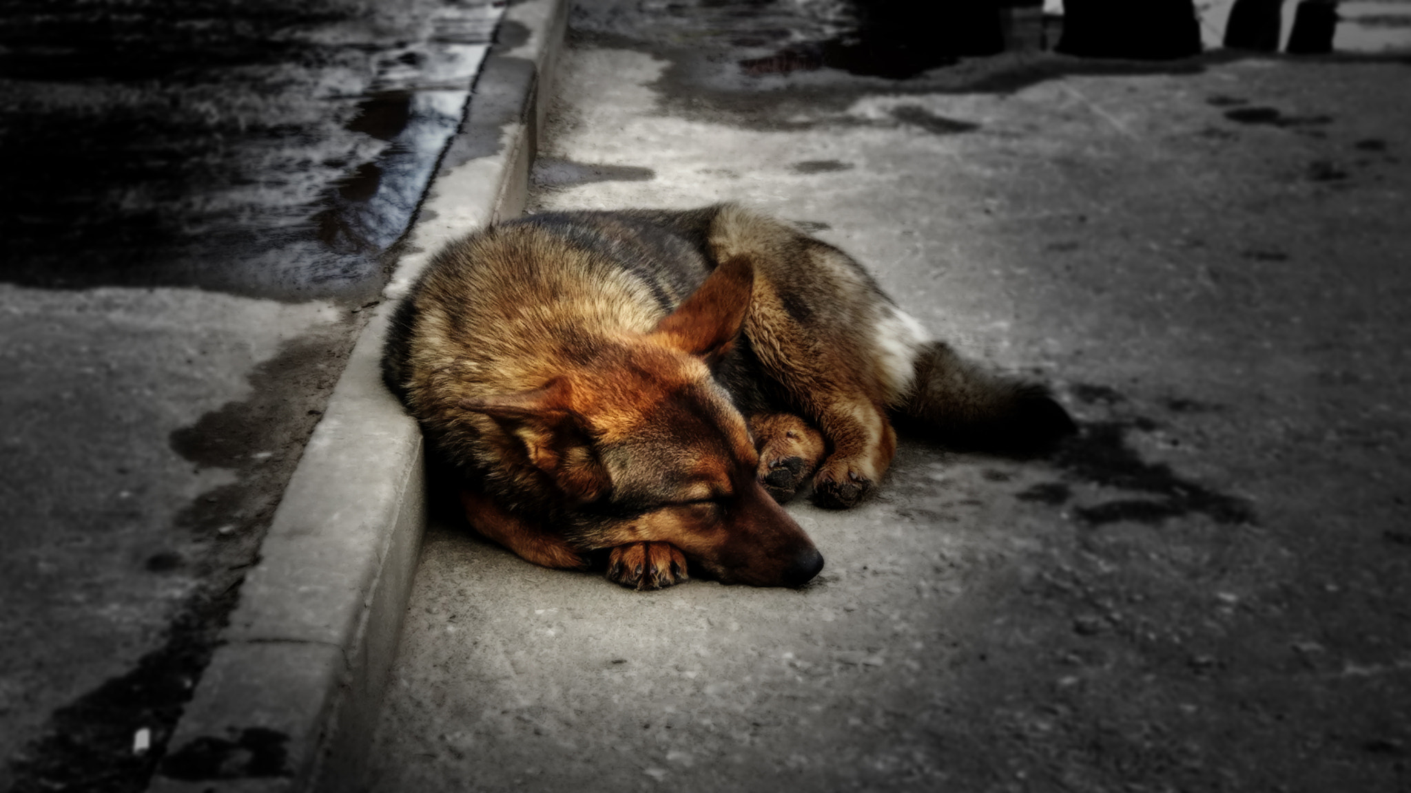 Xiaomi MI 5 sample photo. Sleepy dog photography