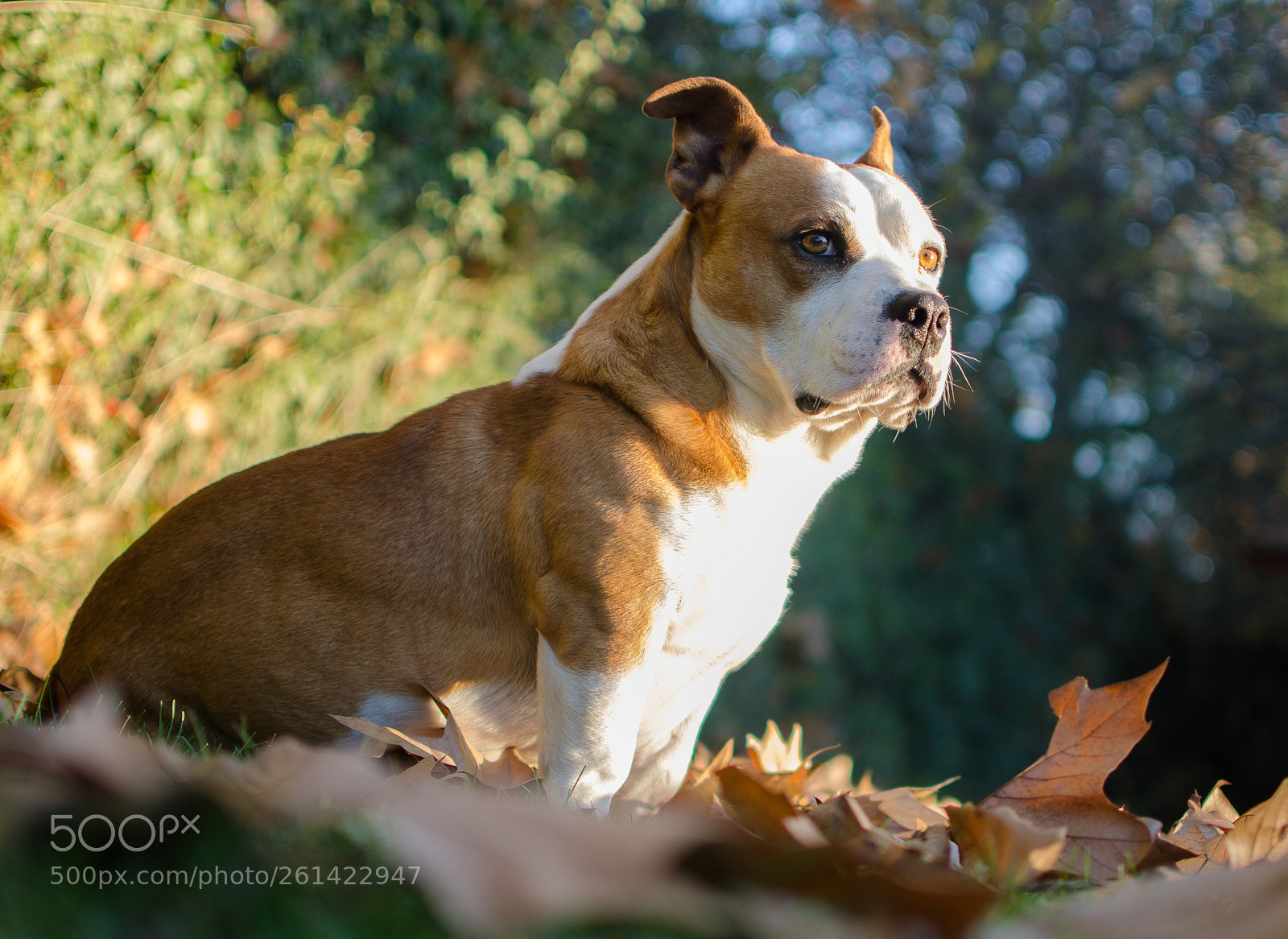 Nikon D5100 sample photo. Taison al solsito photography