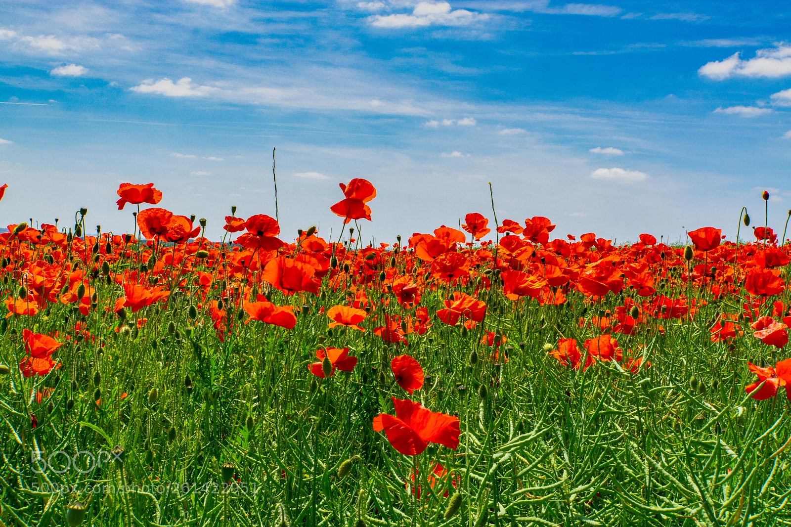 Sony a6000 sample photo. Poppies photography