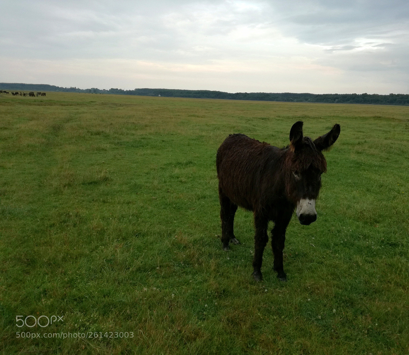 HUAWEI P9 LITE sample photo. Untitled photography