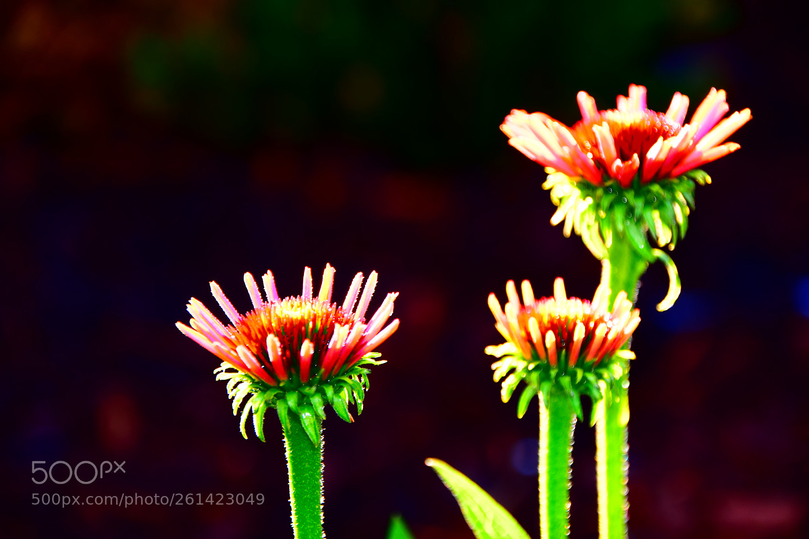 Nikon D3300 sample photo. Flowers 1 photography