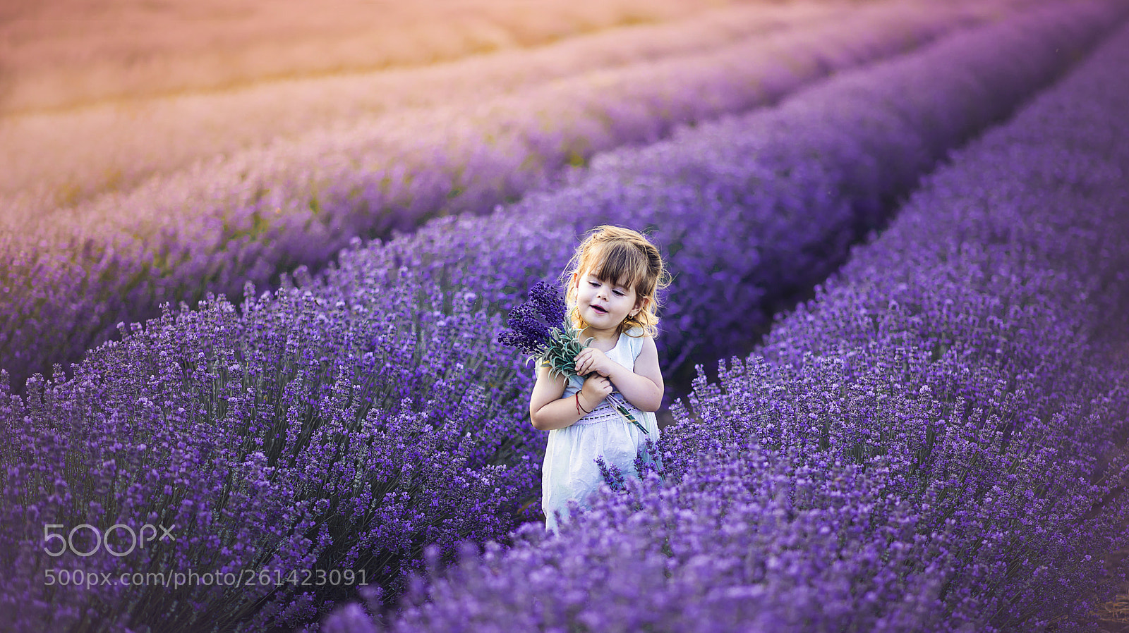 Nikon D610 sample photo. Lavender fields.... photography