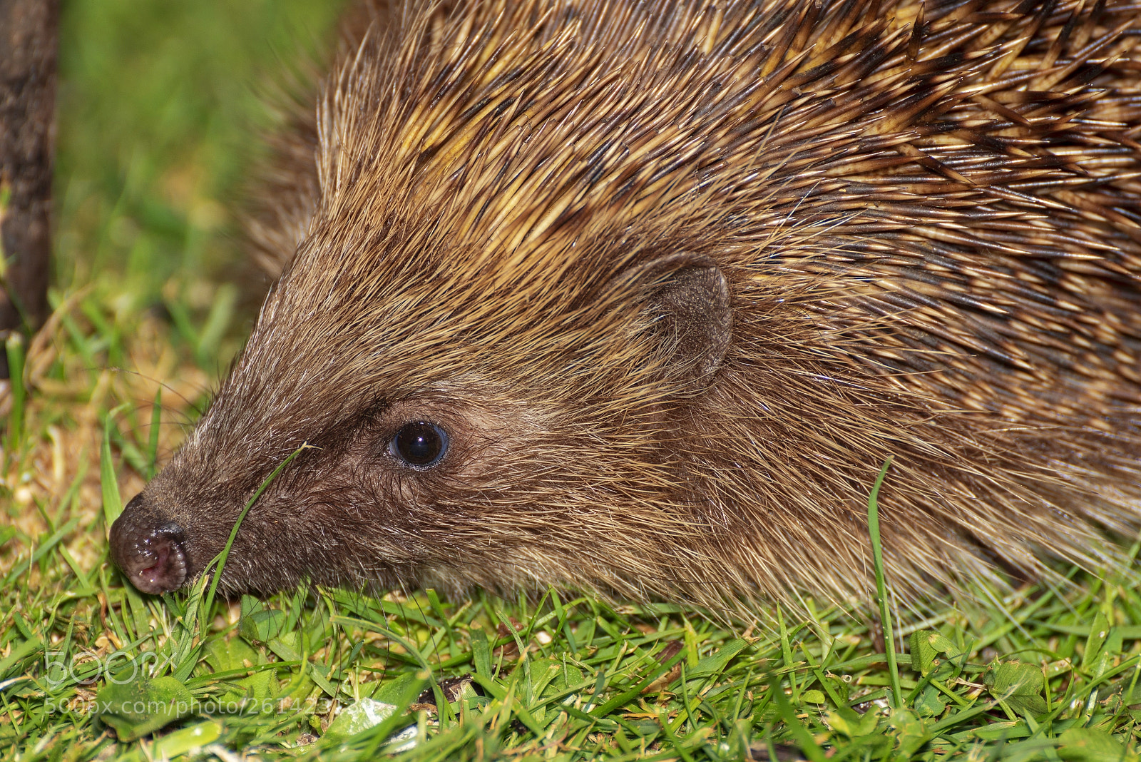 Nikon D750 sample photo. European hedgehog - erinaceus photography