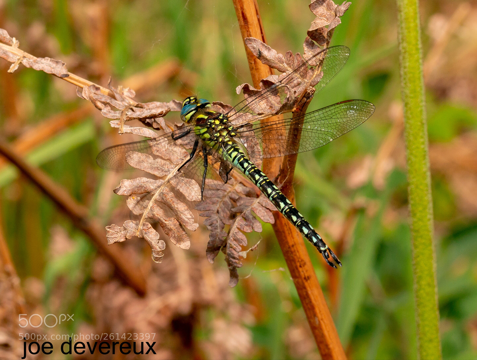 Canon EOS 70D sample photo. Hairy dragonfly photography