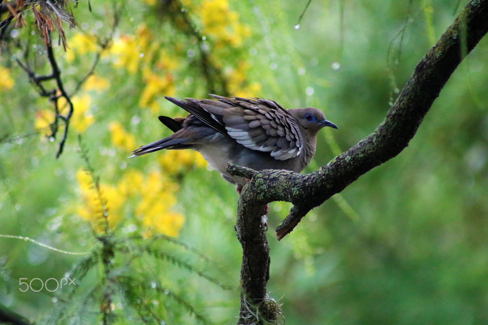 Canon EOS 750D (EOS Rebel T6i / EOS Kiss X8i) sample photo. Lonesome dove photography