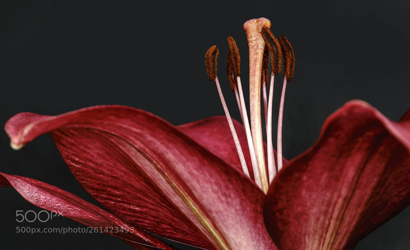 Sony a7R II sample photo. Lily (zambak)... photography