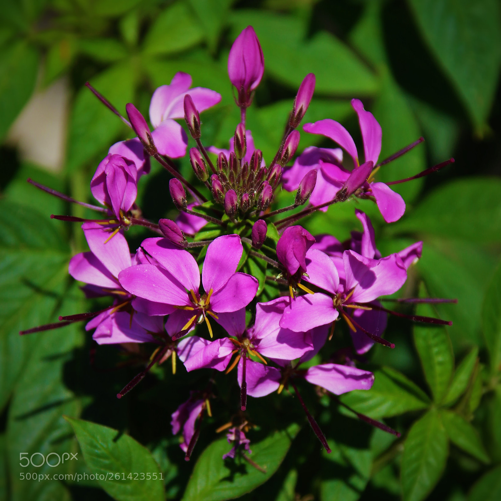 Canon EOS 7D Mark II sample photo. Pretty purple flowers () photography