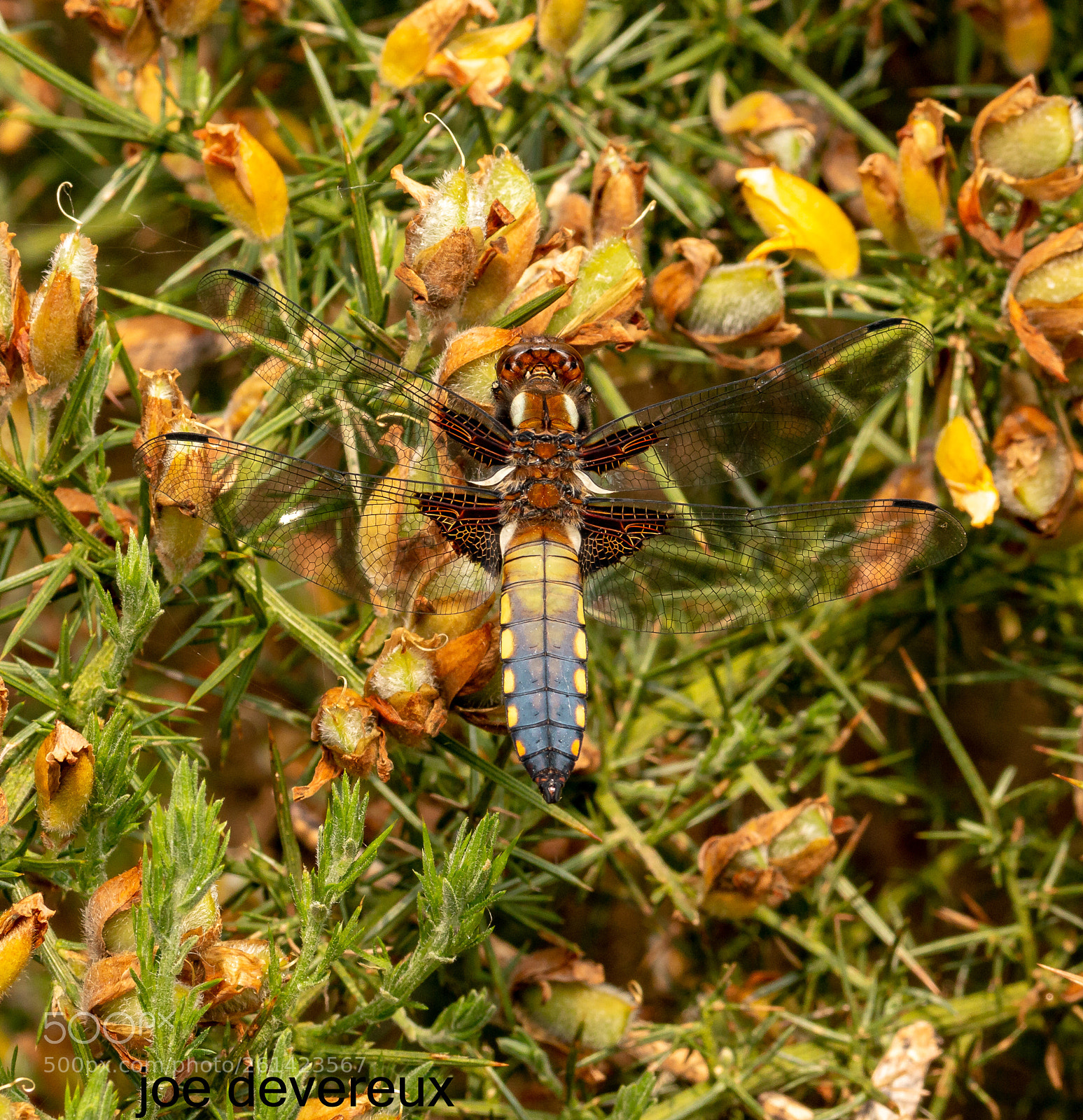 Canon EOS 70D sample photo. Male broad bodied chaser photography