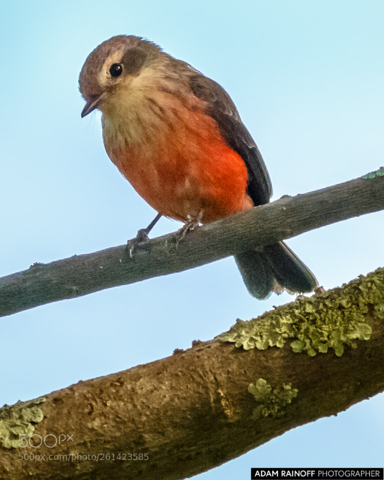 Canon EOS 70D sample photo. Female juvenile vermilion flycatcher photography