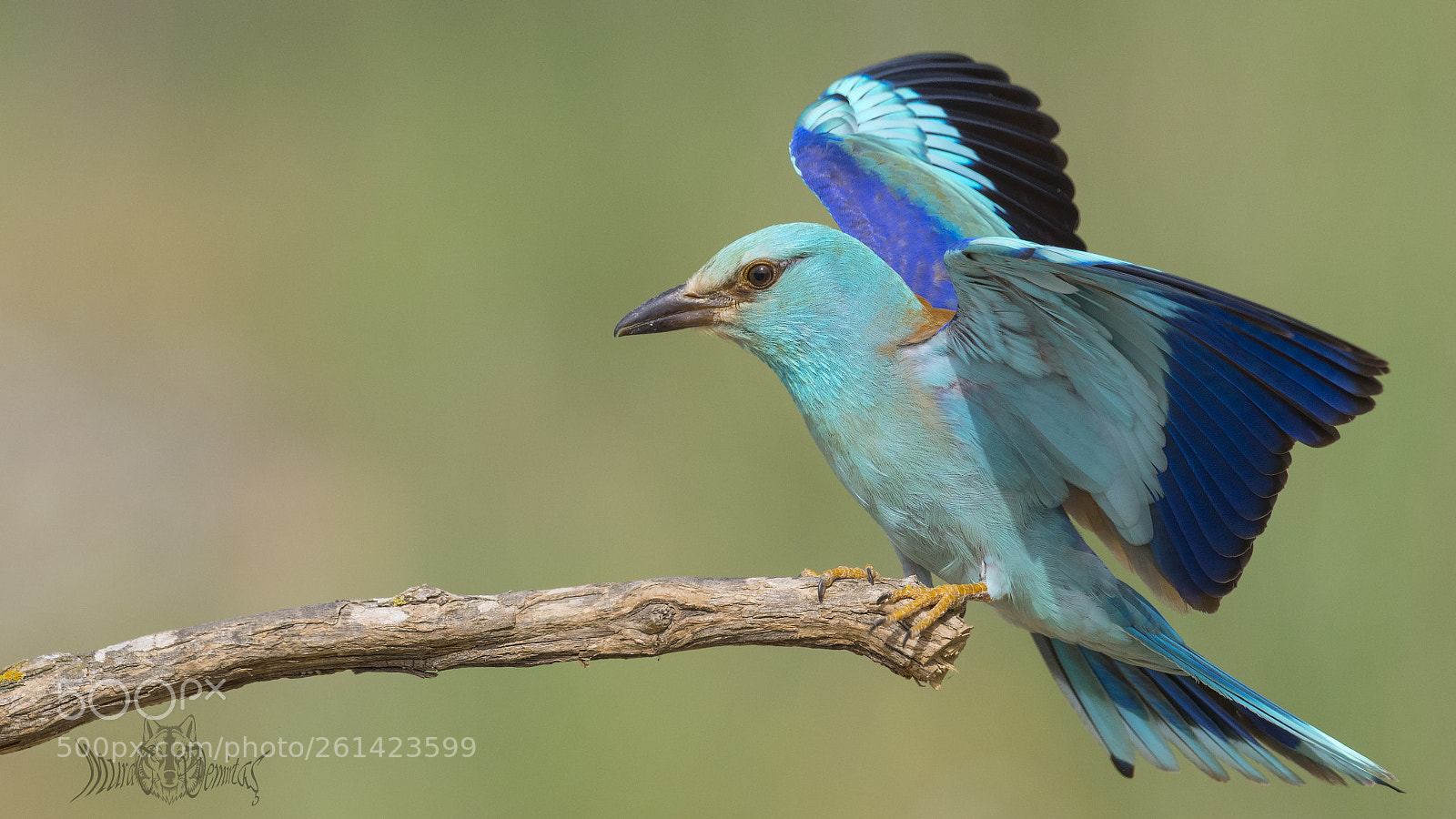 Nikon D500 sample photo. G kkuzgun european roller photography
