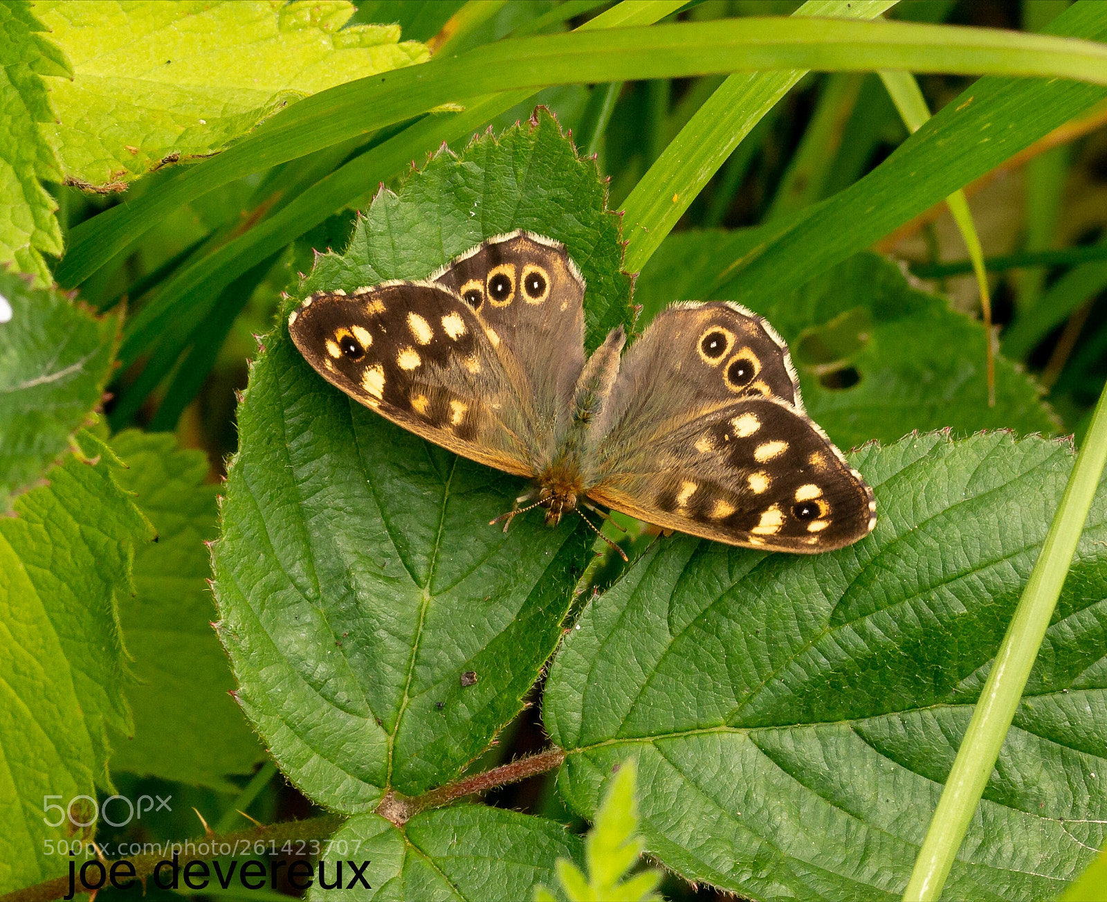 Canon EOS 70D sample photo. Speckled wood photography
