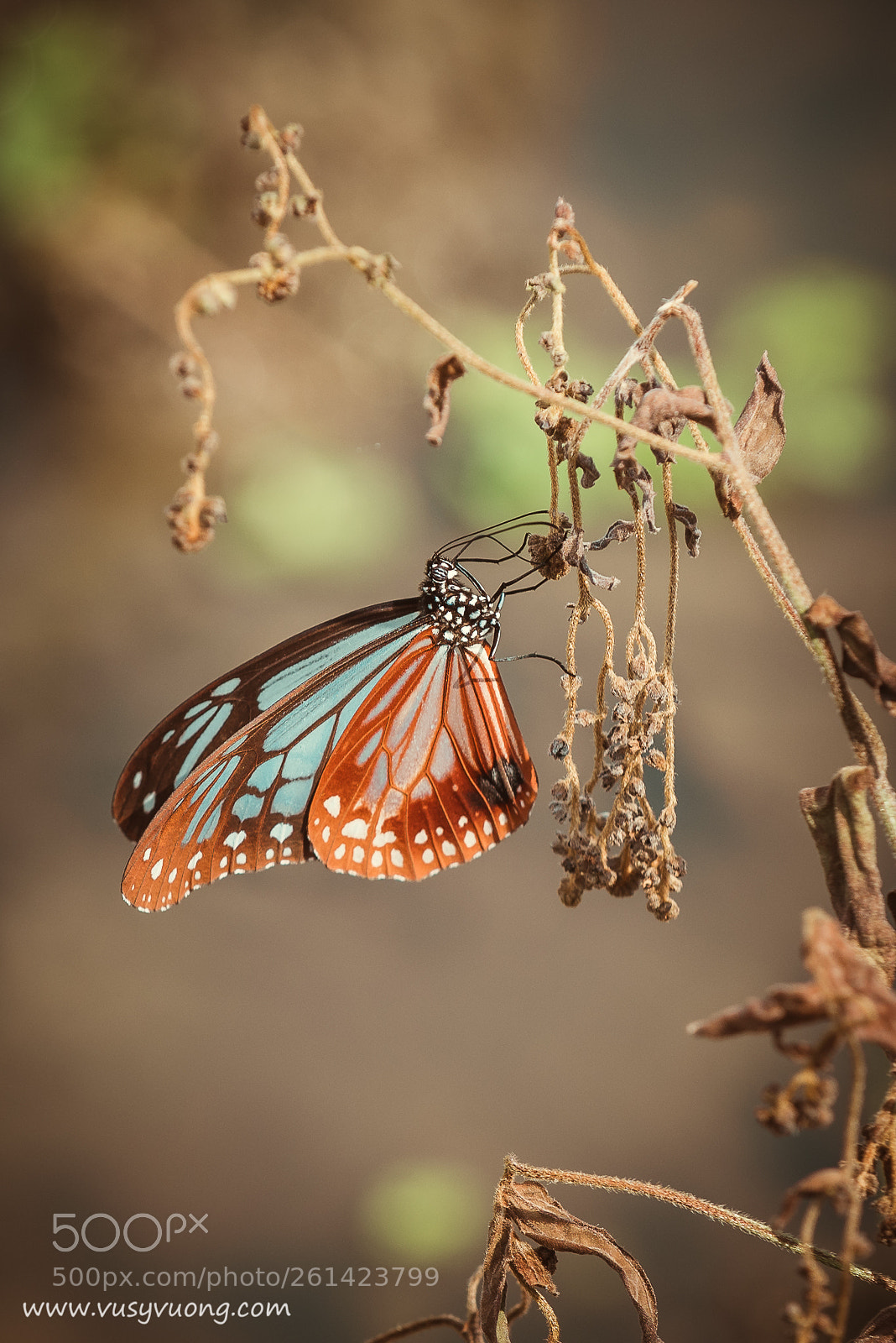 Nikon D750 sample photo. Buttèrly photography