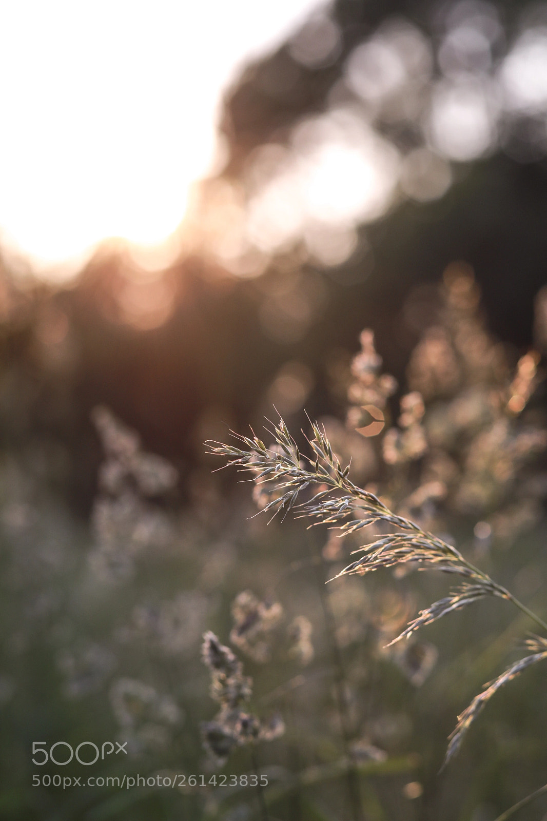 Canon EOS 5D Mark IV sample photo. Evening photography