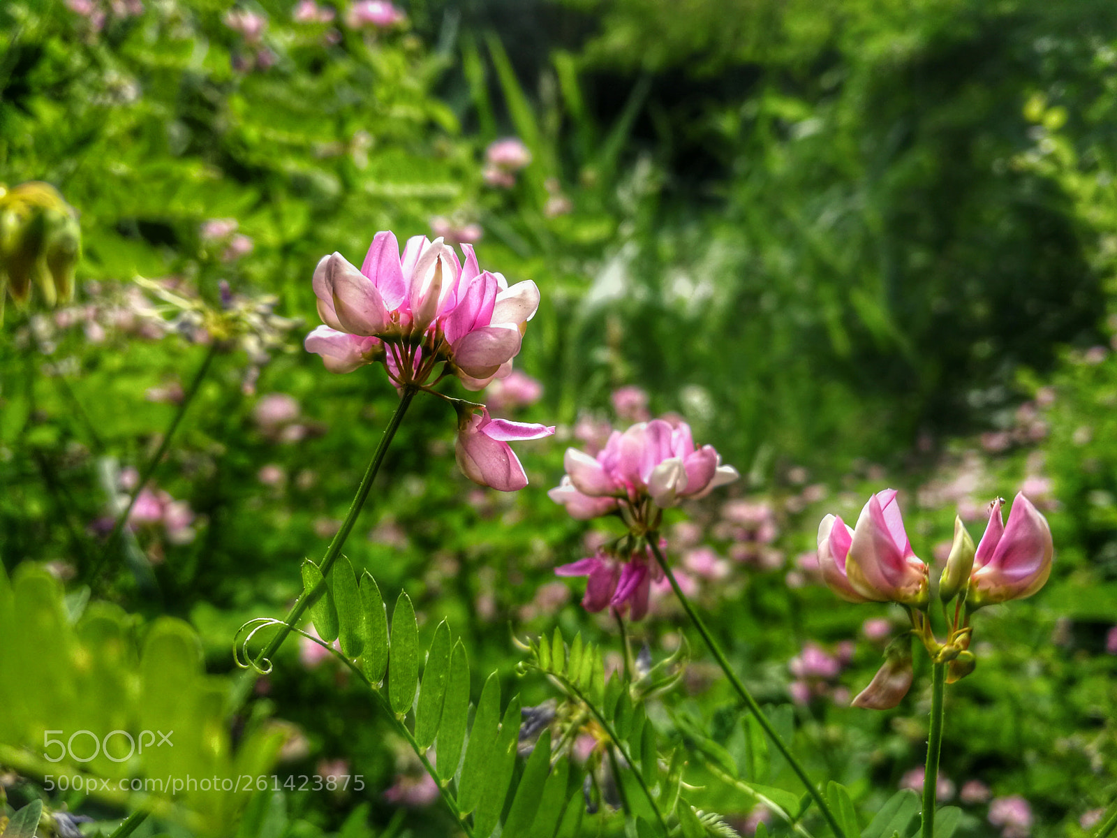 HUAWEI P10 sample photo. Summer photography