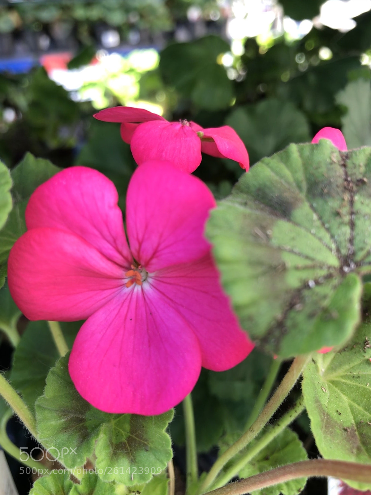 Apple iPhone 7 sample photo. Pink flower photography