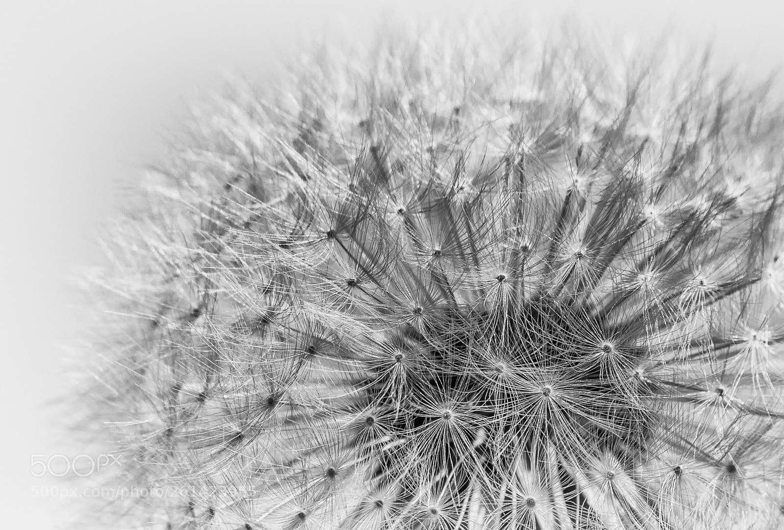 Canon EOS 80D sample photo. White photography